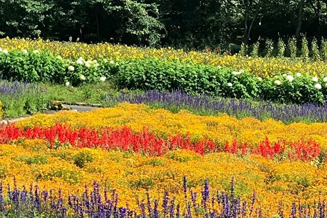 たんばらラベンダーパーク
その他の花